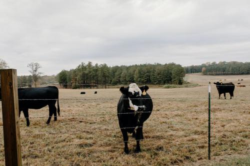 Az állattartásban leggyakrabban használt kötelek